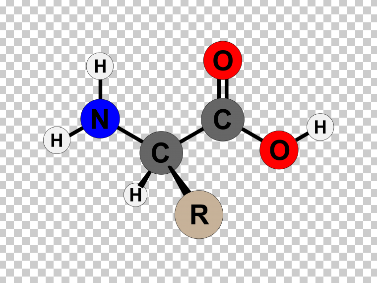 氨基酸结构红PNG