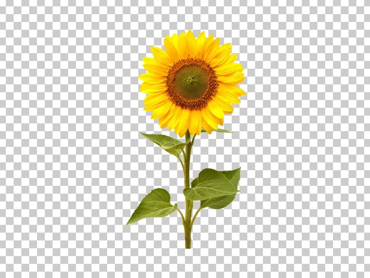 单向日葵透明图像