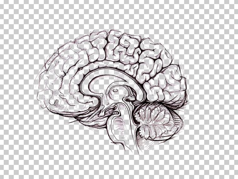 大脑PNG照片