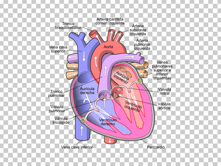 人体心脏PNG高质量图像