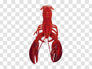 Lobster 龙虾 PNG图片