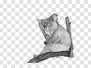 Koala 考拉 PNG图片