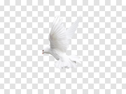 Pigeon 鸽子 PNG图片