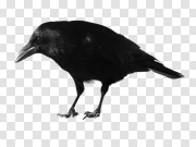Crow 乌鸦 PNG图片