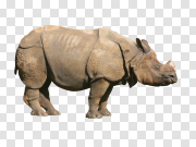 Rhino PNG images Rhino PNG图像 PNG图片