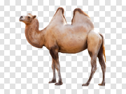 Camel 骆驼 PNG图片