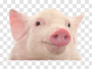 Pig 猪 PNG图片