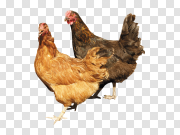 Chicken 鸡 PNG图片