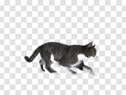 Cat 猫 PNG图片