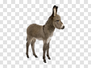 Donkey PNG images 驴子PNG图像 PNG图片