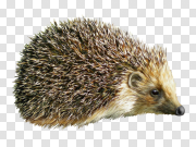 Hedgehog 刺猬 PNG图片