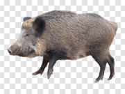 Boar 野猪 PNG图片