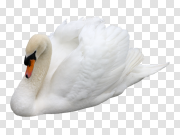 Swan 天鹅 PNG图片