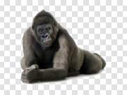 Monkey 猴子 PNG图片