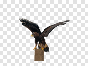 Eagle 鹰 PNG图片