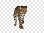 Leopards 豹子 PNG图片