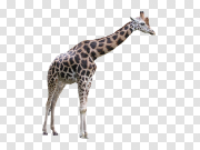 Giraffe 长颈鹿 PNG图片