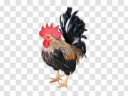 Cock 公鸡 PNG图片