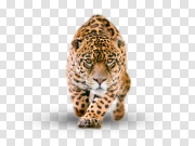 Jaguar 美洲虎 PNG图片