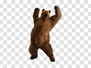 Bears 熊 PNG图片