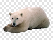 Polar Bear 北极熊 PNG图片