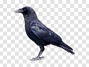 Crow 乌鸦 PNG图片