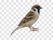 Bird 鸟 PNG图片