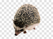 Hedgehog 刺猬 PNG图片