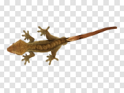 Lizard 蜥蜴 PNG图片
