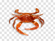 Crab 蟹 PNG图片