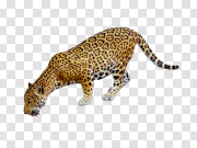 Jaguar 美洲虎 PNG图片
