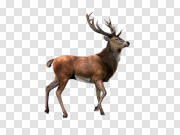 Deer 鹿 PNG图片