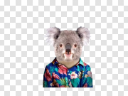 Koala 考拉 PNG图片