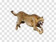 Cheetah 猎豹 PNG图片