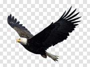 Eagle 鹰 PNG图片
