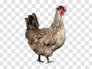  鸡PNG图片 Chicken 