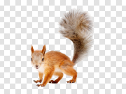 Squirrel 松鼠 PNG图片