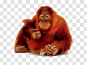 Orangutan 猩猩 PNG图片