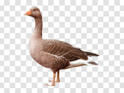 Goose 鹅 PNG图片