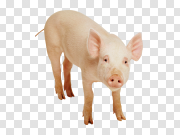 Pig 猪 PNG图片