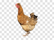 Chicken 鸡 PNG图片