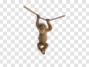 Monkey 猴子 PNG图片