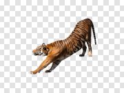 Tiger 老虎 PNG图片