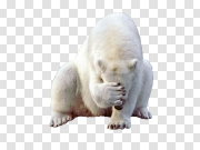 Polar Bear 北极熊 PNG图片