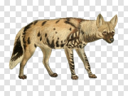 Hyena 土狼 PNG图片