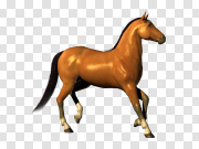 Horse 马 PNG图片