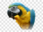 Parrot 鹦鹉 PNG图片