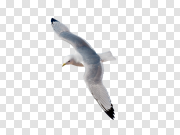 Seagull 海鸥 PNG图片