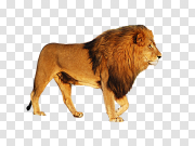 Lions head 狮子头 PNG图片