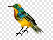  鸟PNG图片 Bird 